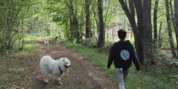 balade en foret