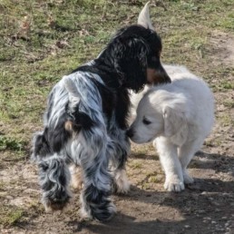 Conseils à l’adoption de chiens – Pôle Canin Bordeaux – Accompagnement personnalisé