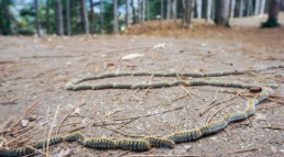 risque des chenille chien bordeaux