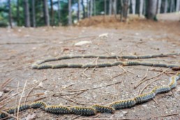 risque des chenille chien bordeaux