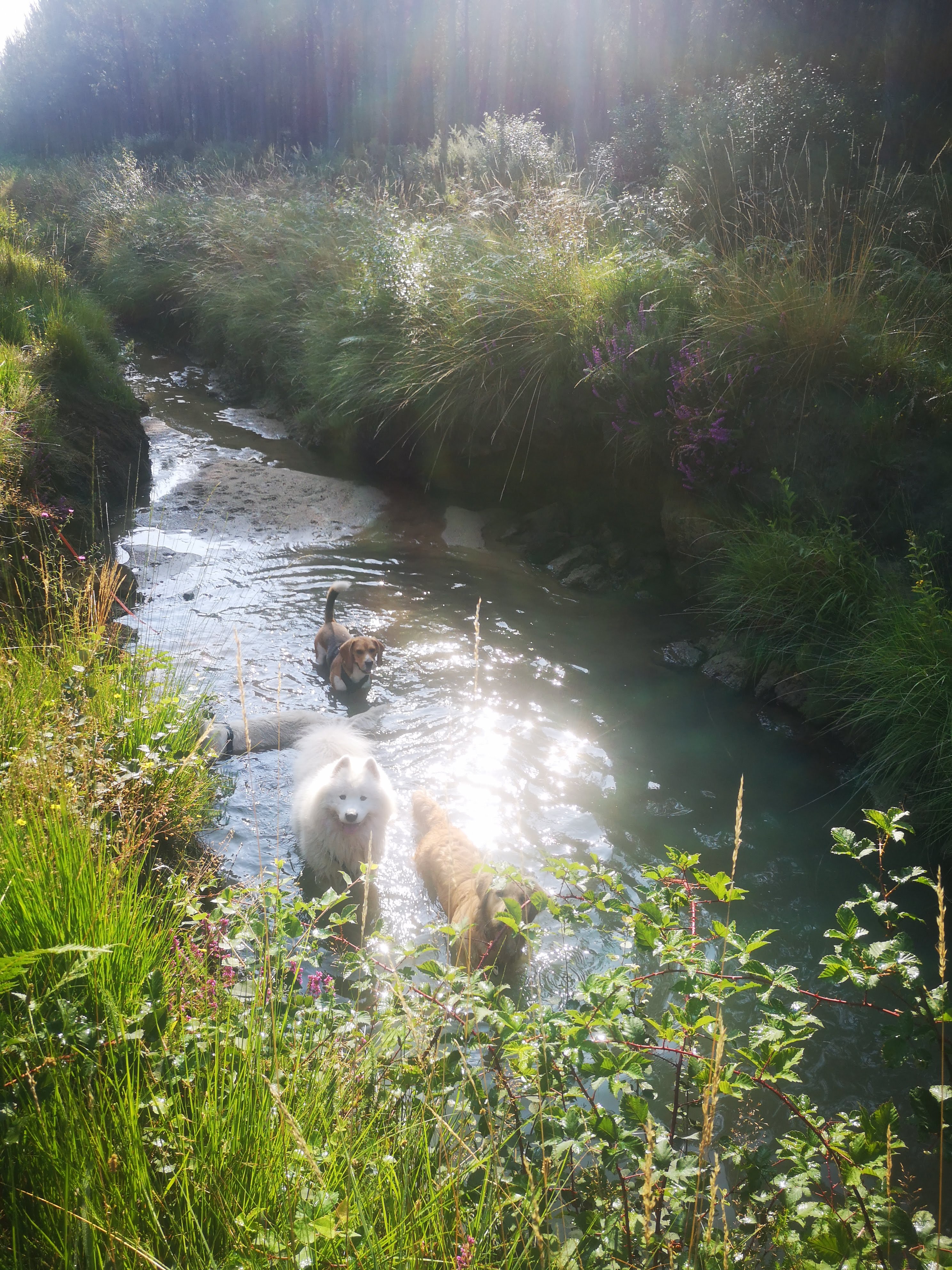 balade-des-loulous-bordeaux-canin