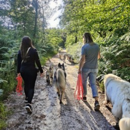 Chiens en balade collective encadrée à Bordeaux avec le Pôle Canin