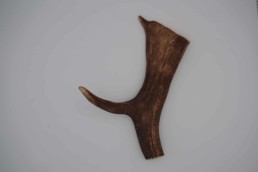 Bois de daim à mâcher pour chien, naturel et riche en minéraux