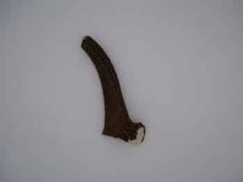 Mastication naturelle pour chien