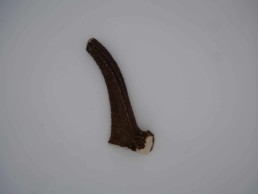Mastication naturelle pour chien