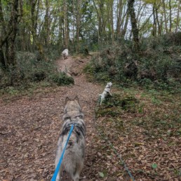 canicross a bordeaux