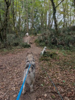 canicross a bordeaux