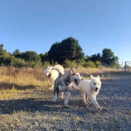 Chiots en pleine séance de socialisation au Pôle Canin Bordeaux