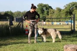 centrre education canine bordeaux