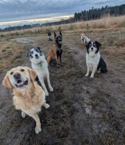 pet sitter bordeaux