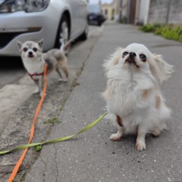 comportementaliste canin begles