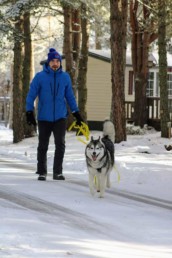 balade chien bordeaux husky