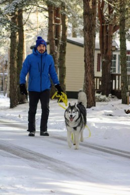 balade chien bordeaux husky