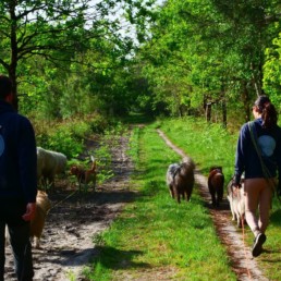 promeneur de chien en balade collective a bordeaux
