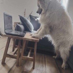 suivi canin a distance