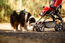 education flair pour chien