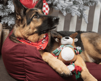 Jouet chien peluche caribou brun Vicente – couineur & corde en coton, thème Noël