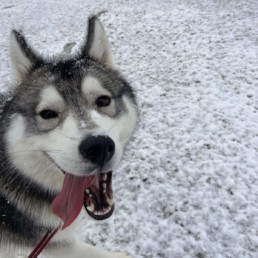 Balade de Kira sous la neige à Bordeaux