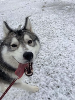 Balade de Kira sous la neige à Bordeaux