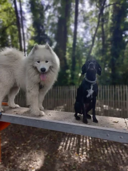 Chiens adulte et chiot sur une aire de jeux