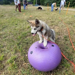 chiots pendant une séance d'éducation