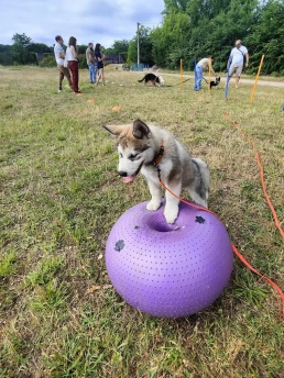 chiots pendant une s&eacute;ance d'&eacute;ducation