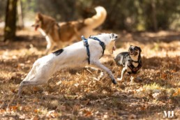 garderie a la journ&eacute;e chien &agrave; bordeaux