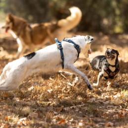 garderie a la journée chien à bordeaux