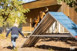 agility loisirs et competition