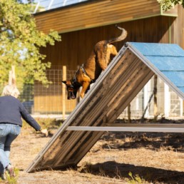 agility loisirs et competition