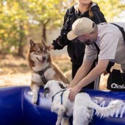 parc d'attraction pour chien a bordeaux