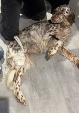 apprendre les 1er gestes de secours pour son chien a bordeaux