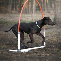 activité pour chiot et chien senior